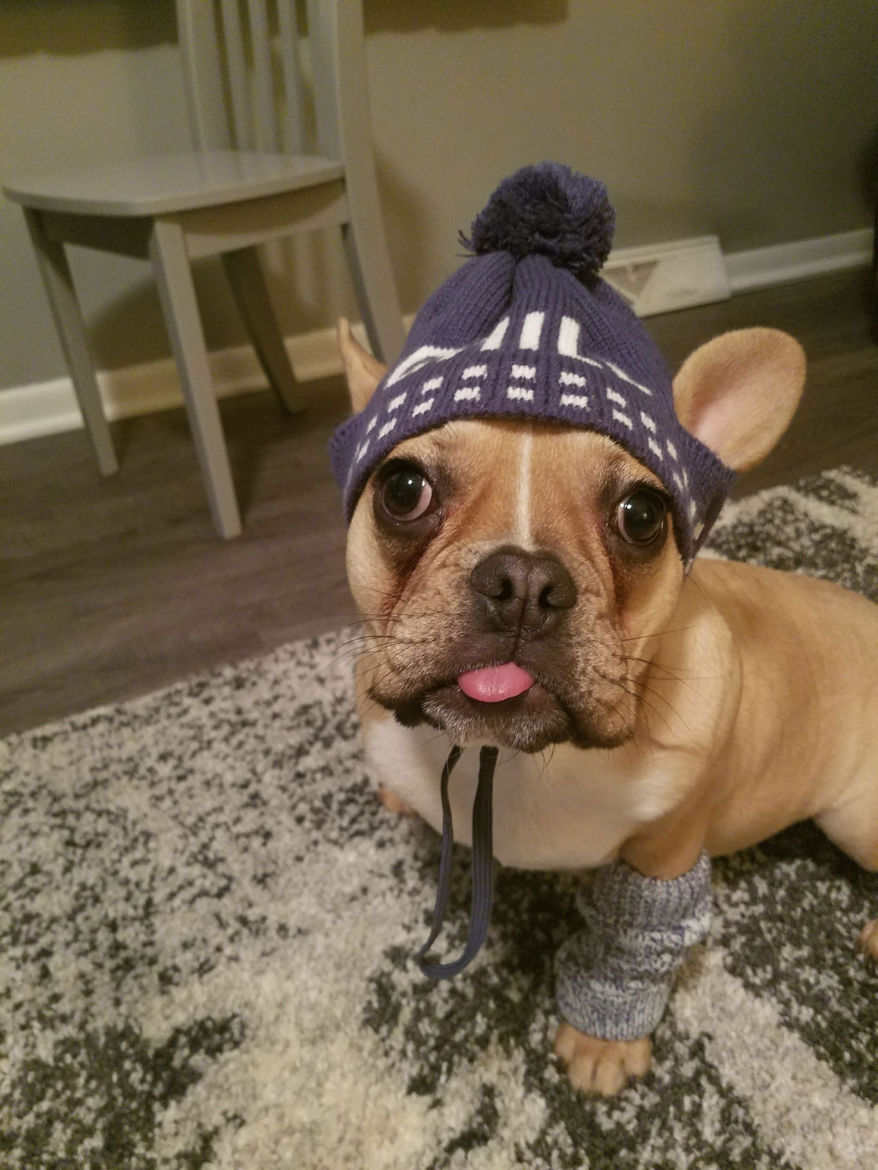 The Times Cutest Pets of Winter 2018